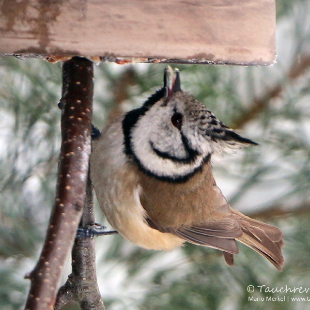 Wintervögel im Garten Tauchrevier Deutschland