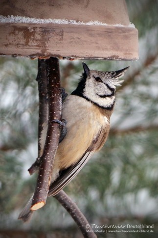 IMG_7383_2016_01_06_Haubenmeise