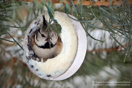 IMG_7387_2016_01_06_Haubenmeise