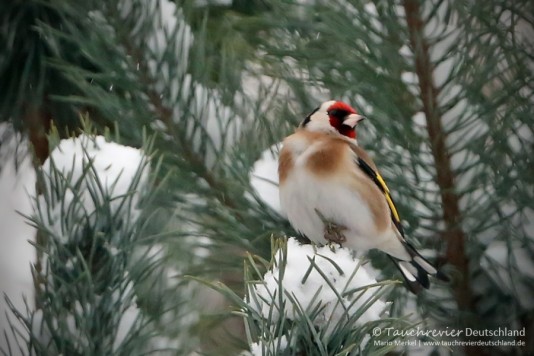 IMG_7438_2016_01_06_Stieglitz