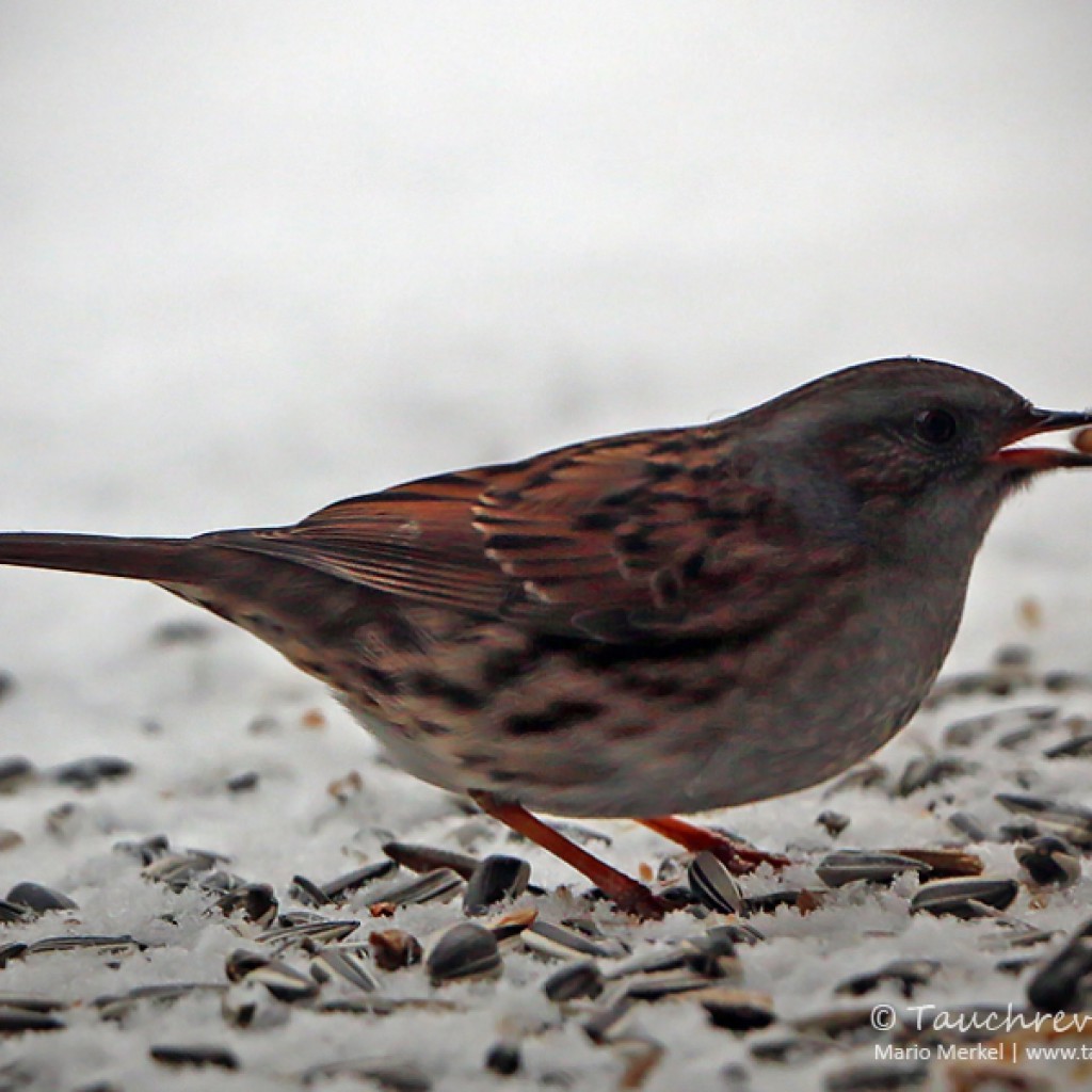 Wintervögel im Garten Tauchrevier Deutschland