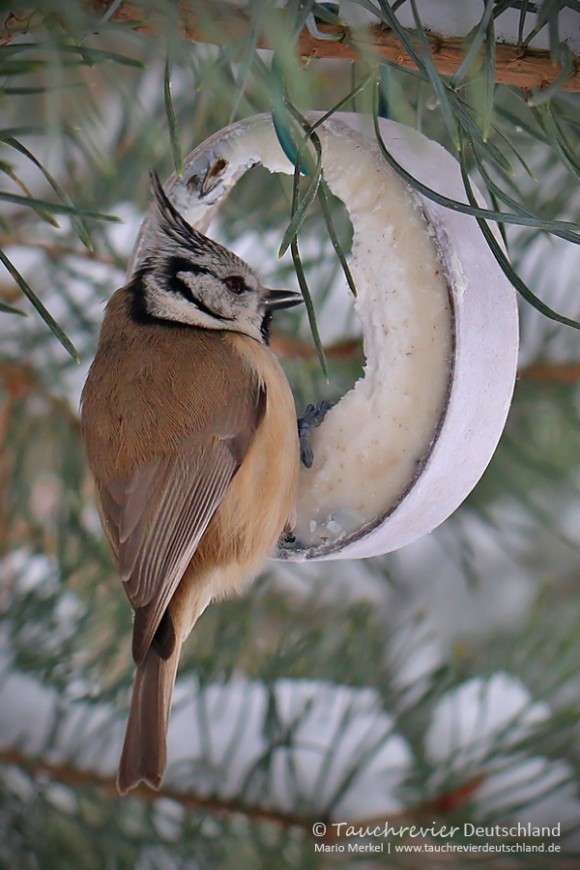 IMG_7510_2016_01_07_Haubenmeise