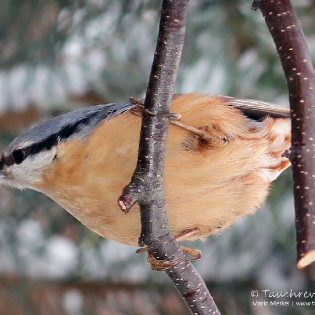 Wintervögel im Garten Tauchrevier Deutschland