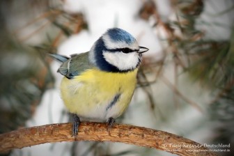 IMG_7562_2016_01_07_Blaumeise