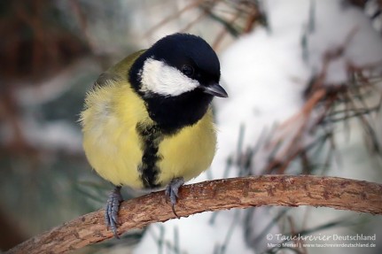 IMG_7577_2016_01_07_Kohlmeise