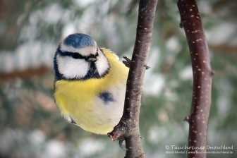 IMG_7629_2016_01_07_Blaumeise