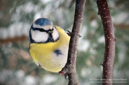 IMG_7629_2016_01_07_Blaumeise