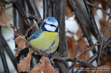 IMG_7716_2016_01_07_Blaumeise