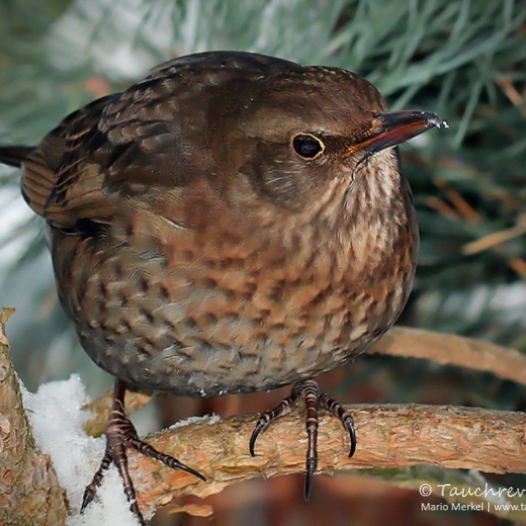 Wintervögel im Garten Tauchrevier Deutschland
