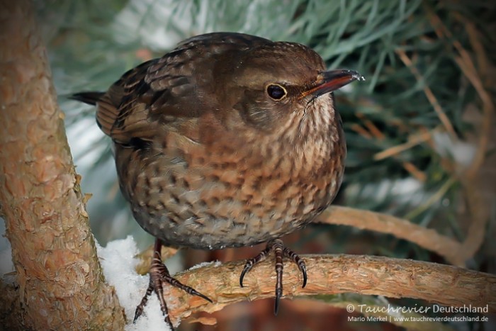 IMG_7723_2016_01_07_Amsel