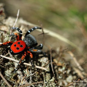 Rote Röhrenspinne (Eresus kollari)