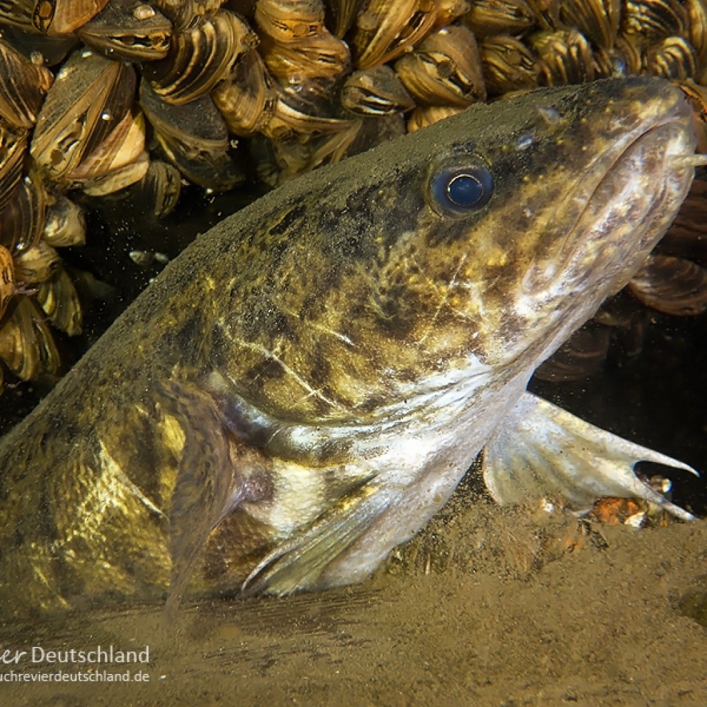 Quappe Archive ~ Tauchrevier Deutschland